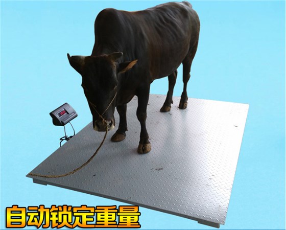 称牛用的一吨电子秤